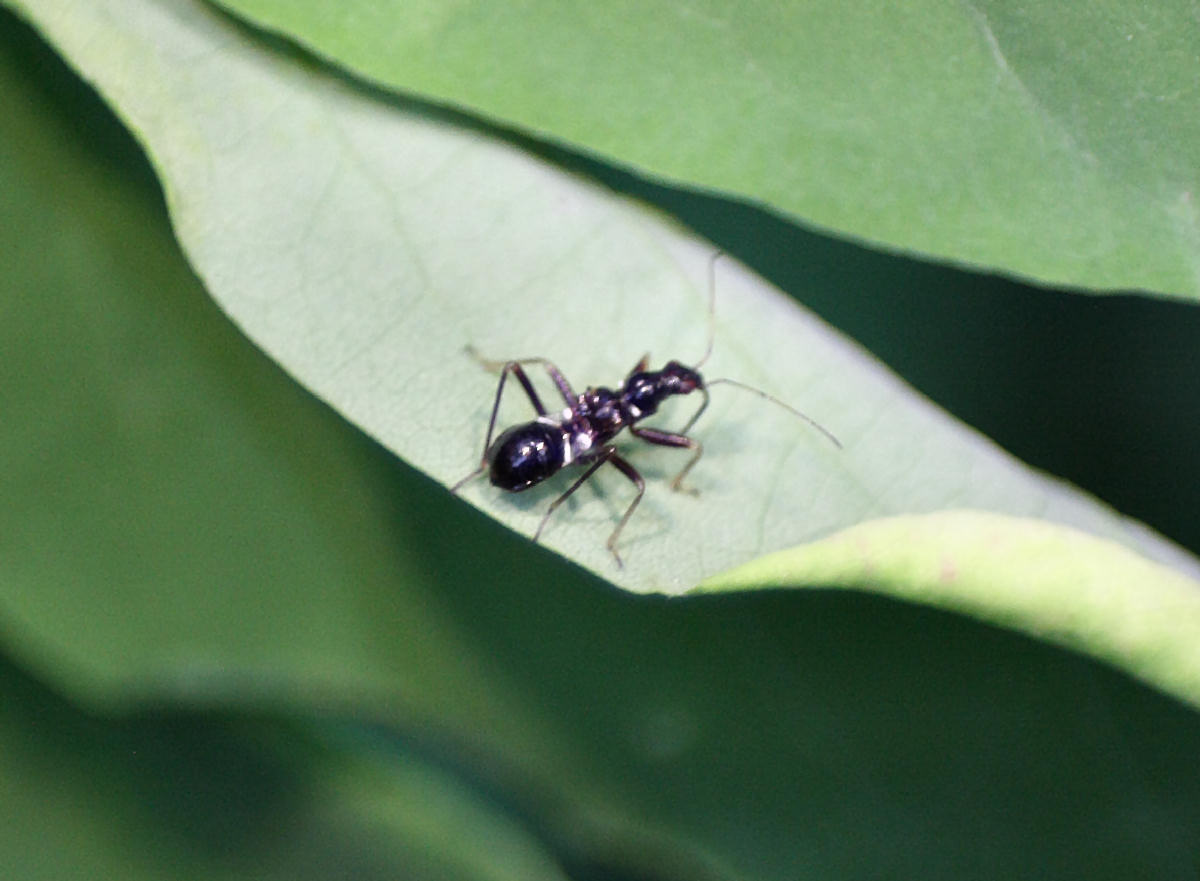 Nabidae: Himacerus mirmicoides della Lombardia (MI)